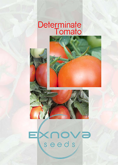 determinate tomato