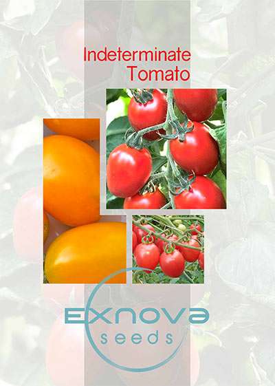 indeterminate tomato